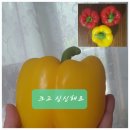 롯데지리산축산마트 | 롯데마트 7월 통큰데이 다녀왔어요! 행사 할인 정보와 장보기 후기