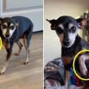 도도 동물병원 이미지