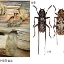 (딱정벌레목) 22. 강력한 동맹을 통한 소나무 살해자, 솔수염하늘소 이미지