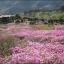 통나무Ⅱ 이미지