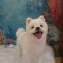 허니도그 이미지