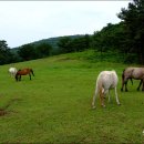 시원목장 이미지