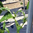 대림농약종묘사 이미지