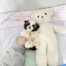 퍼피냥 이미지