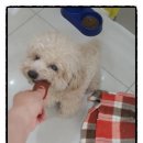 초파샵