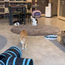 냥카페 묘연 이미지