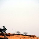 소나무 풍경 이미지