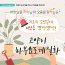 다솜고양이메디컬센터 이미지