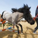 포니랜드 이미지