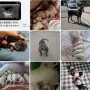 수정애견 | 수색강아지교배연신내애견출장후기