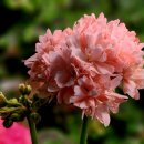 스타캔디 이미지