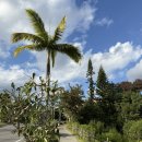 테라스 | 아기와 오키나와 여행 | 부세나 테라스 숙박 후기