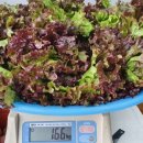 금수농장 이미지