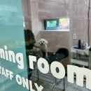 전주애견호텔 뿐 아니라 유치원, 미용, 용품까지 애견 종합 세트 신세개백화점에서 포메믹스 가위컷 후기