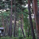 동해바다 파도소리와 소나무숲에 스치는 바람소리 이미지