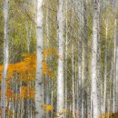 자작나무 이미지