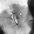 D&C동물병원 이미지