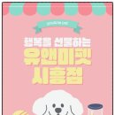 서현펫# | 분당먼치킨분양 후기｜짧은 다리의 매력, 사랑스럽고 순둥한 우리 아이
