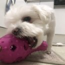 경은덴탈 이미지