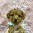 댕댕 일번가 이미지