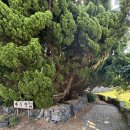 제주락 | 제주도 8월 여행 / 제주도 숙소 / 제주 서귀포 가성비 숙소 / 제주락