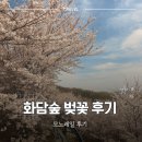 모노 | 화담숲 벚꽃 개화율 80%, 오늘 다녀온 모노레일 코스 후기