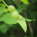 차령산맥 이미지