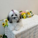 컴투펫 강아지분양 고양이분양 인천본점 이미지