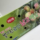 제철 청매실로 매실청 담그기, 달콤퐁당마켓 청매실 5kg 싱싱한 후기, 초보자도 할 수 있는 간단한...
