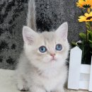 쿤이수염 이미지