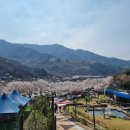 카페벚꽃길 네이버블로그