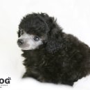 제일애견 이미지