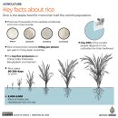 세계는 인도 쌀 수출에 얼마나 의존하고 있습니까? 이미지
