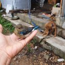 삼봉농원 이미지