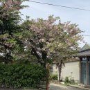 달에사는고래 이미지