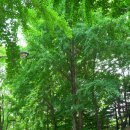 희망대공원 관리사무소 위 산책로 | 〔성남시〕 희망대 공원(希望臺 公園)