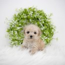 곱슬강아지 이미지