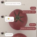 준영카 | 캐나다 차원달라병