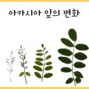 🌿아까시꽃을(아카시아) 알아봐요🌿 이미지