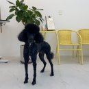 이로운 펫살롱 이미지