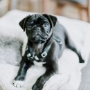 라온 동물 메디컬센터 이미지