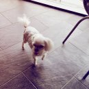 아이러브 애견 이미지