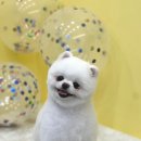 조아펫살롱 이미지