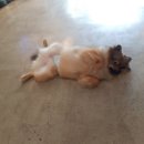 까네지노 이미지