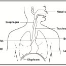 6 [Body and Enlightenment] Relax your chest and increase ... 이미지