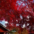 산계3 | 충남 공주 태화산(414m) 백범 김구 명상길과 유네스코 세계유산 마곡사(2024.11.13)