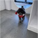 Coco Grooming 네이버블로그