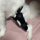 은해반려동물보조기 이미지