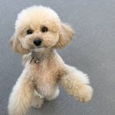 뽀글뽀글 반려견 유치원&호텔 이미지