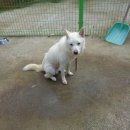 백구파출소 이미지